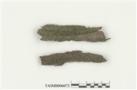 藏品(異葉裂萼蘚)的圖片